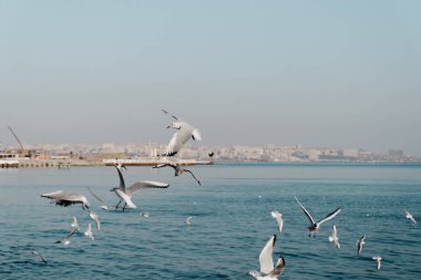 Açık, mavi gökyüzünde uçan martılar..