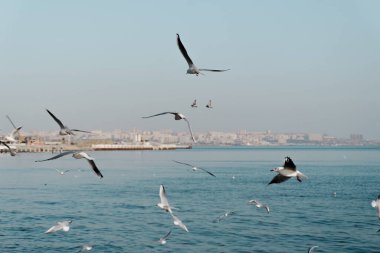 Açık, mavi gökyüzünde uçan martılar..
