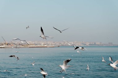 Açık, mavi gökyüzünde uçan martılar..