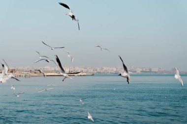Açık, mavi gökyüzünde uçan martılar..