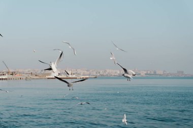 Açık, mavi gökyüzünde uçan martılar..