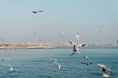 Açık, mavi gökyüzünde uçan martılar..