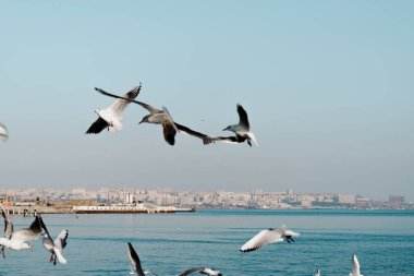 Açık, mavi gökyüzünde uçan martılar..