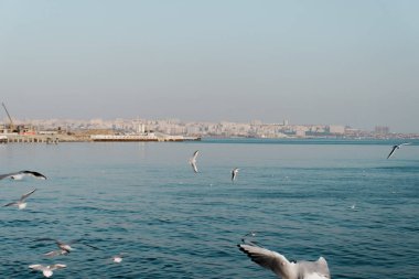 Açık, mavi gökyüzünde uçan martılar..
