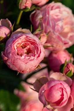 İlkbaharda açan pembe güller.