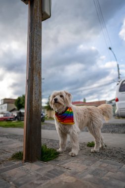 Arjantin 'de başıboş bir köpek.