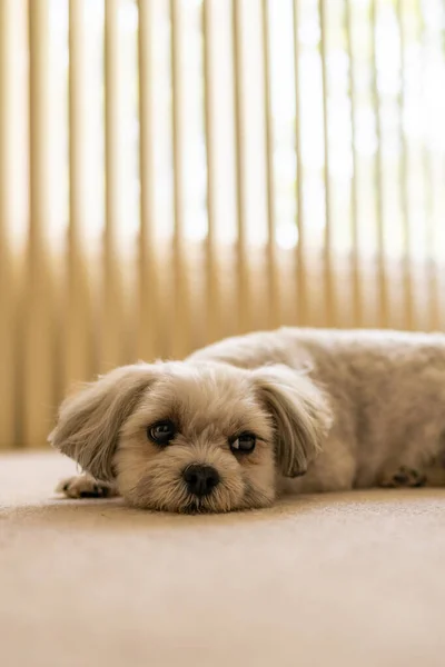 Tatlı köpek öğle uykusu için hazırlanıyor..