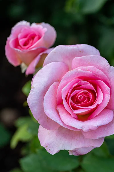 Sersemletici pembe güller açarak. 