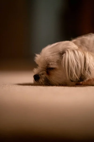 Coco git gece.