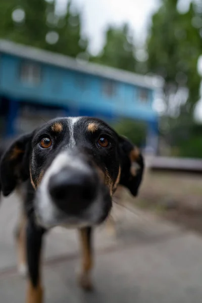 Neugieriger Straßenhund Vor Der Kamera — Stockfoto