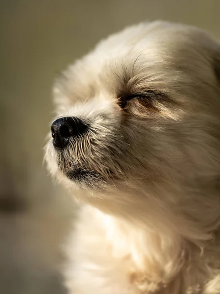 Köpekler güneşe çıkıyor.