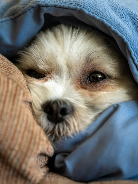 Tatlı köpek kış uykusuna yattı..