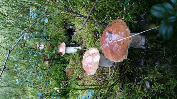 Mushroom Porcini Mushrooms Forest Gifts Forest — Fotografia de Stock