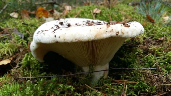 Mushroom Porcini Mushrooms Forest Gifts Forest — Fotografia de Stock