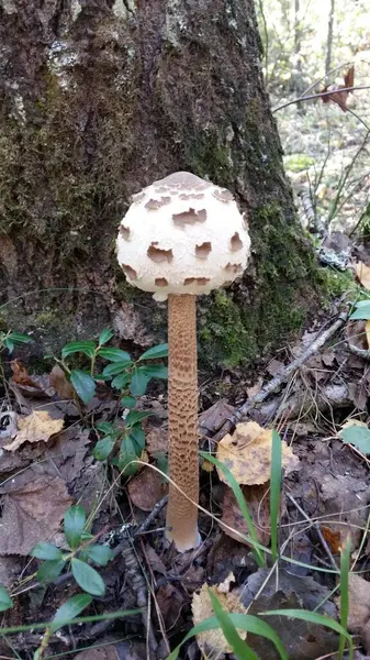 Mushroom Porcini Mushrooms Forest Gifts Forest — Fotografia de Stock