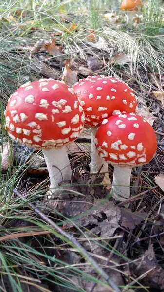 Champignons Porcini Champignons Dans Forêt Cadeaux Forêt — Photo