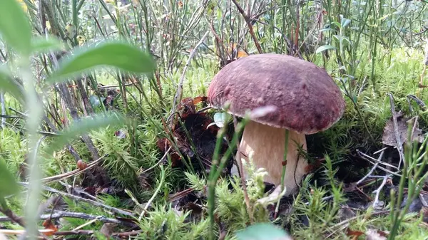 Mushroom Porcini Mushrooms Forest Gifts Forest — Fotografia de Stock