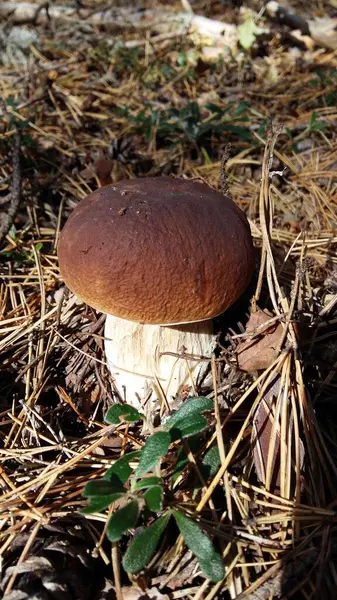 Mushroom Porcini Mushrooms Forest Gifts Forest — Fotografia de Stock