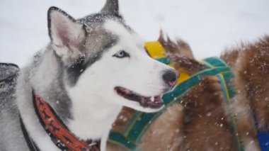 Bir çift harnessed kızak köpekleri başlamak için hazır