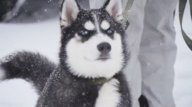 Bir çift harnessed kızak köpekleri başlamak için hazır