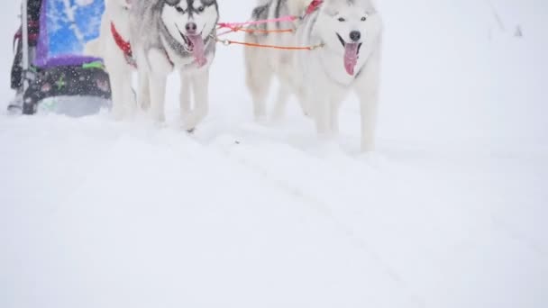 Musher escondendo atrás trenó no trenó cão corrida em câmera lenta — Vídeo de Stock