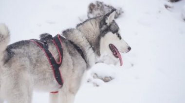 Bir çift harnessed kızak köpekleri başlamak için hazır