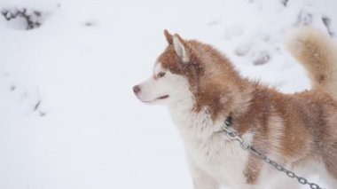 Bir çift harnessed kızak köpekleri başlamak için hazır
