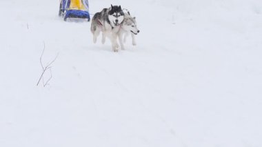 kızak kızak köpek yarışında ağır çekimde arkasına saklanmış ezme