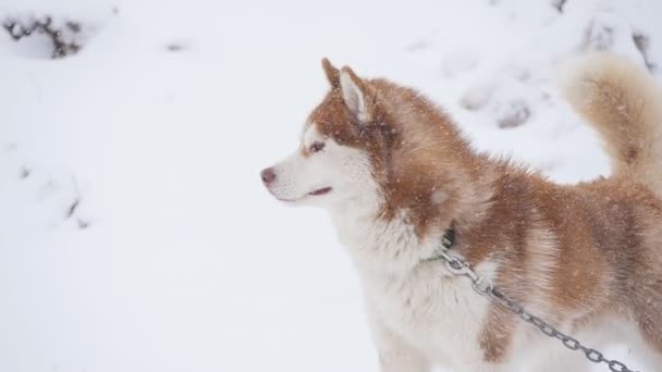 A pair of harnessed sled dogs ready to start — Stock Video