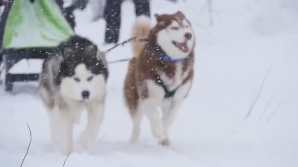 Musher schovává za sáně na závod psích spřežení v pomalém pohybu — Stock video