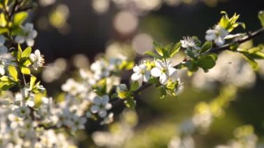 Bahar arka planını yeni gelişen bir ağacın