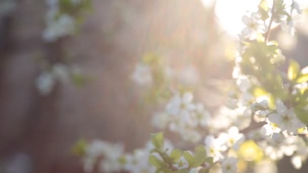 El fondo primaveral de las ramas del árbol que florece — Vídeo de stock