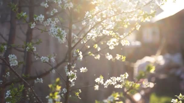 El fondo primaveral de las ramas del árbol que florece — Vídeos de Stock