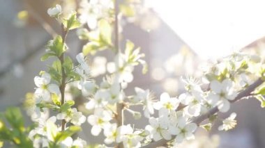 Bahar arka planını yeni gelişen bir ağacın