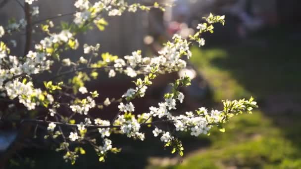 Fond printanier des branches d'un arbre en fleurs — Video