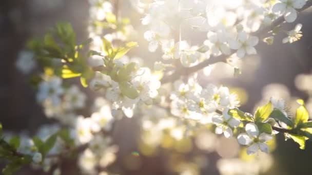 Fundo de primavera de ramos de uma árvore florescente — Vídeo de Stock