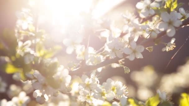 Frühling Hintergrund von Zweigen eines blühenden Baumes — Stockvideo