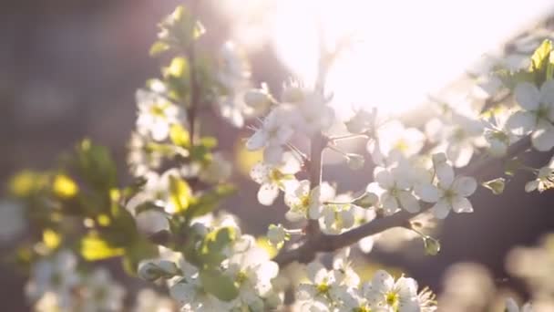 Frühling Hintergrund von Zweigen eines blühenden Baumes — Stockvideo