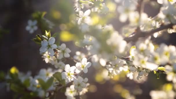 Fundo de primavera de ramos de uma árvore florescente — Vídeo de Stock