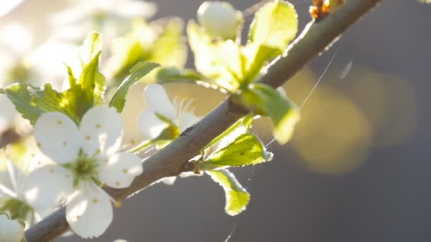 Flores de cerezo blanco en plena floración en cámara lenta — Vídeo de stock