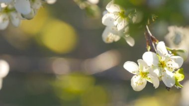 ağır çekimde tam bloom kiraz çiçekleri beyaz