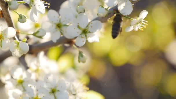 春天白色的花朵和蜜蜂在慢动作 — 图库视频影像