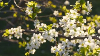 ağır çekimde tam bloom kiraz çiçekleri beyaz