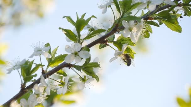 Весняна біла квітка і бджола в повільному русі — стокове відео