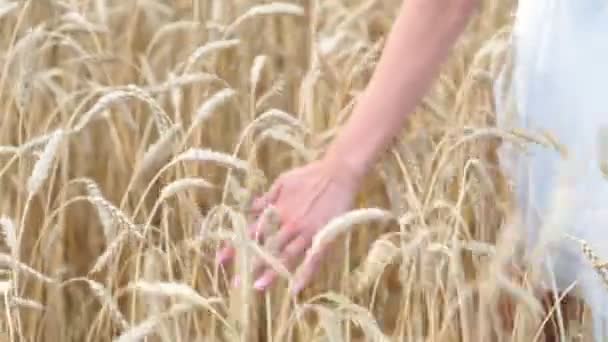 麦畑で手します。 — ストック動画