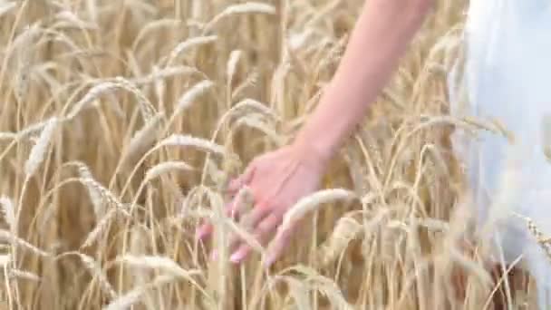 Mano nel campo di grano — Video Stock