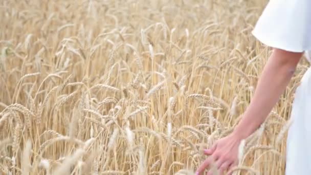 Mano en campo de trigo — Vídeo de stock