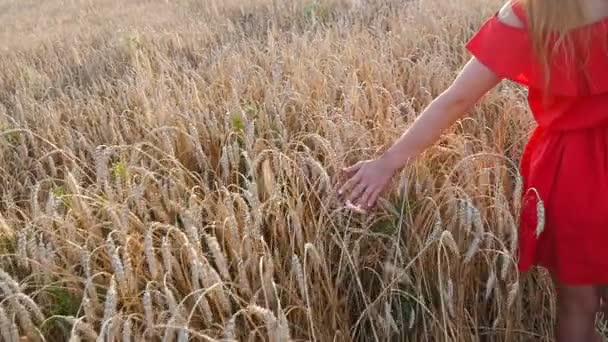 Vrouwen hand aanraken tarwe oren bij zonsondergang — Stockvideo