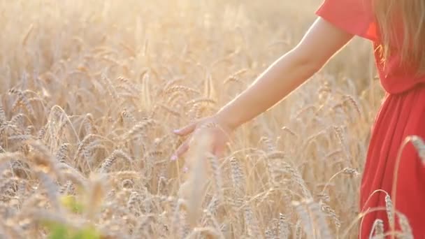 Womans hand touch wheat ears at sunset — Stock Video