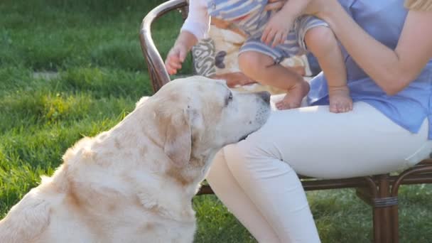 Madre y su hijo en el parque con un perro golden retriever — Vídeo de stock